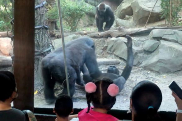 Gorilla performs oral