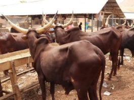Nigerians Turn to Eggs as Soaring Beef Prices Deepen Hunger Crisis